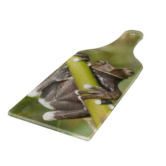 Captive Tapichalaca Tree Frog Hyloscirtus Schneidebrett (Ecke)