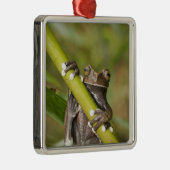 Captive Tapichalaca Tree Frog Hyloscirtus Silbernes Ornament (Rechts)