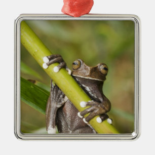 Captive Tapichalaca Tree Frog Hyloscirtus Silbernes Ornament