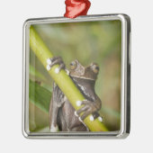 Captive Tapichalaca Tree Frog Hyloscirtus Silbernes Ornament (Links)