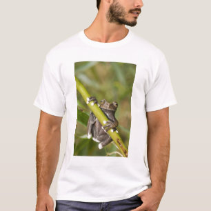 Captive Tapichalaca Tree Frog Hyloscirtus T-Shirt