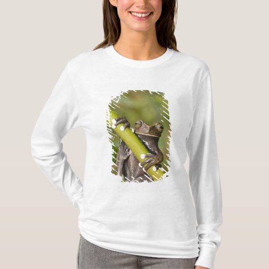 Captive Tapichalaca Tree Frog Hyloscirtus T-Shirt (Vorderseite)