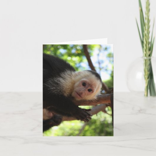 Capuchin-Affe Notecard Karte (Vorderseite)