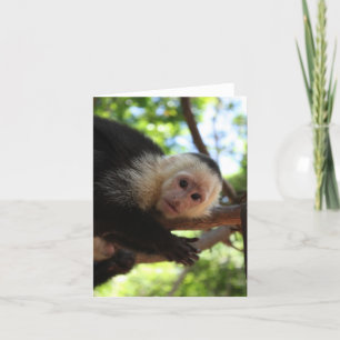Capuchin-Affe Notecard Karte