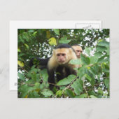 Capuchin-Affen Postkarte (Vorne/Hinten)