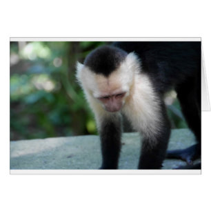 Capuchin Monkey.JPG