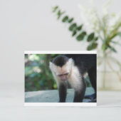 Capuchin Monkey.JPG Postkarte (Stehend Vorderseite)