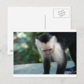 Capuchin Monkey.JPG Postkarte (Vorne/Hinten)