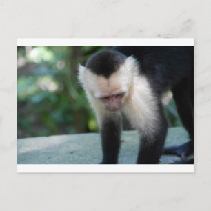 Capuchin Monkey.JPG Postkarte