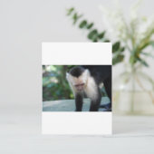 Capuchin Monkey.JPG Postkarte (Stehend Vorderseite)