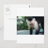 Capuchin Monkey.JPG Postkarte (Vorne/Hinten)