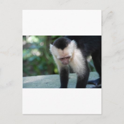 Capuchin Monkey.JPG Postkarte (Vorderseite)