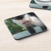 Capuchin Monkey.JPG Untersetzer (Linke Seite)
