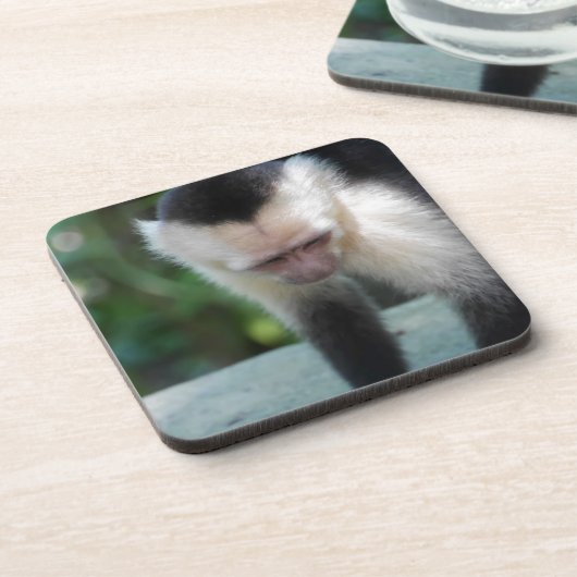 Capuchin Monkey.JPG Untersetzer (Linke Seite)