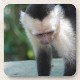 Capuchin Monkey.JPG Untersetzer