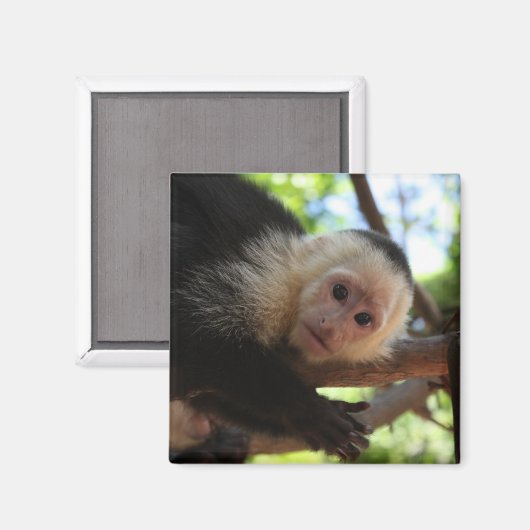 Capuchin Monkey Magnet (Vorderseite/Rückseite)