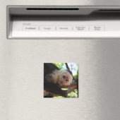 Capuchin Monkey Magnet (In Situ (Geschirrspüler))