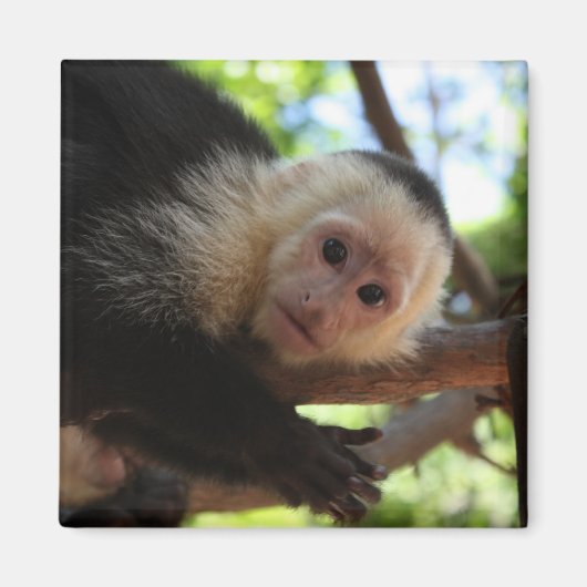 Capuchin Monkey Magnet (Vorne)