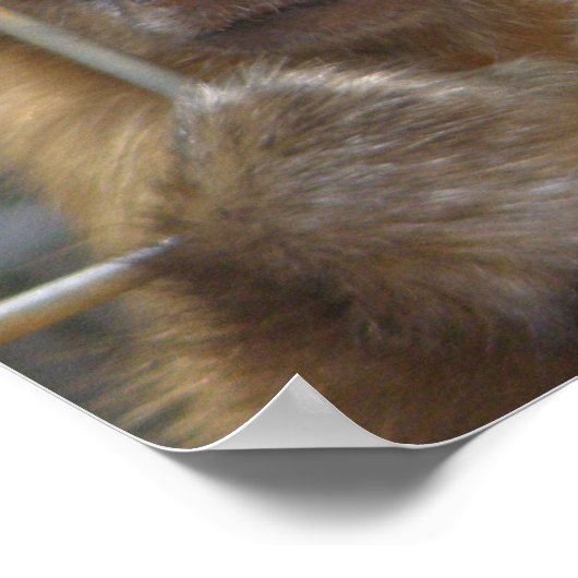 Capuchin Monkey Print Poster (Ecke)