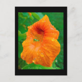 Capucin Postkarte (Vorderseite)