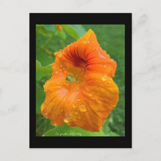 Capucin Postkarte (Vorderseite)