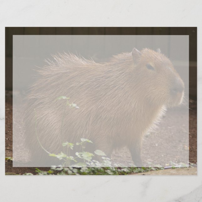 Capybara (Vorderseite)