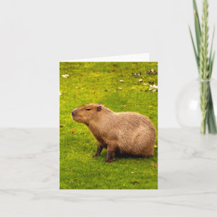 Capybara