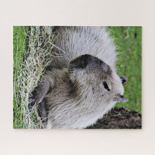 Capybara 07 puzzle (Horizontal)