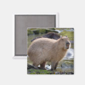 Capybara am Rande eines Teiches Magnet (Vorderseite/Rückseite)