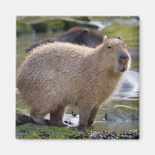 Capybara am Rande eines Teiches Magnet (Vorne)