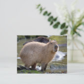 Capybara am Rande eines Teiches Postkarte (Stehend Vorderseite)