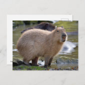 Capybara am Rande eines Teiches Postkarte (Vorne/Hinten)