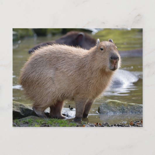 Capybara am Rande eines Teiches Postkarte (Vorderseite)