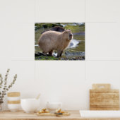 Capybara at the edge of a pond poster (Küche)