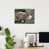 Capybara at the edge of a pond poster (Heimbüro)