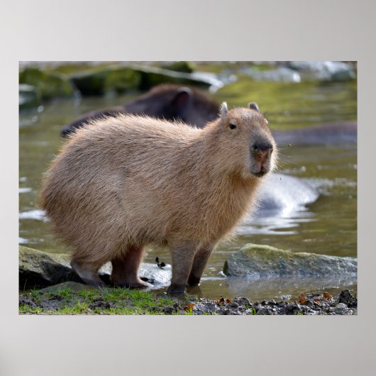 Capybara at the edge of a pond poster (Vorne)