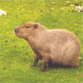 Capybara Aufkleber (Vorderseite)