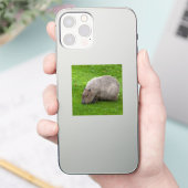 Capybara-Aufkleber Aufkleber (Telefon)