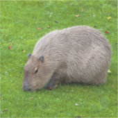 Capybara-Aufkleber Aufkleber (Vorderseite)