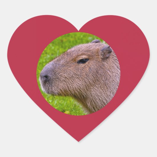 Capybara-Aufkleber Herz-Aufkleber (Vorderseite)