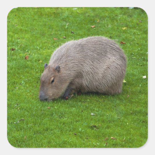 Capybara-Aufkleber Quadratischer Aufkleber (Vorderseite)