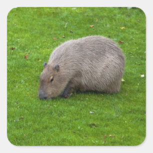 Capybara-Aufkleber Quadratischer Aufkleber