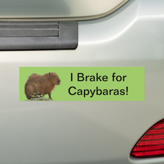 Capybara Autoaufkleber (Auf Auto)