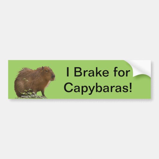 Capybara Autoaufkleber (Vorne)