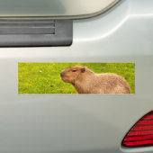 Capybara Autoaufkleber (Auf Auto)