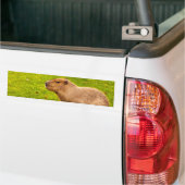 Capybara Autoaufkleber (Auf Lkw)