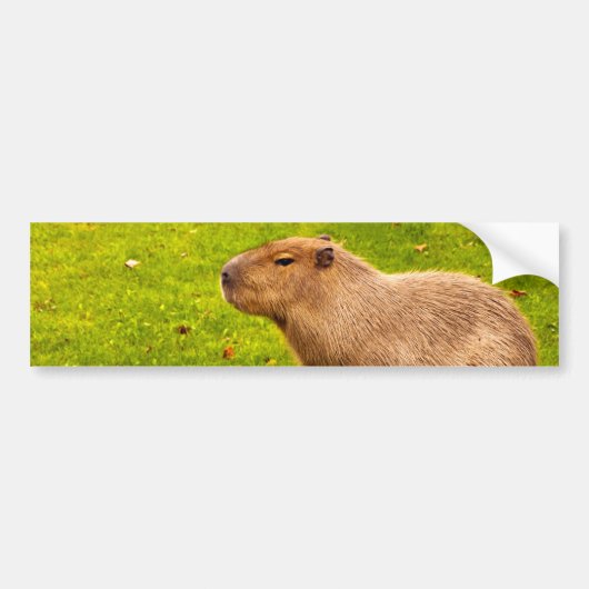 Capybara Autoaufkleber (Vorne)