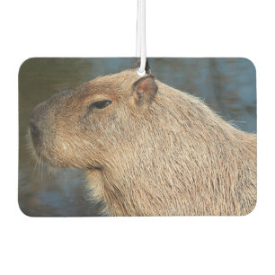 Capybara Autolufterfrischer