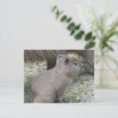 Capybara Babay Postkarte (Stehend Vorderseite)