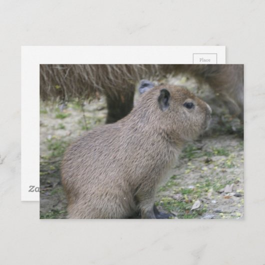 Capybara Babay Postkarte (Vorne/Hinten)